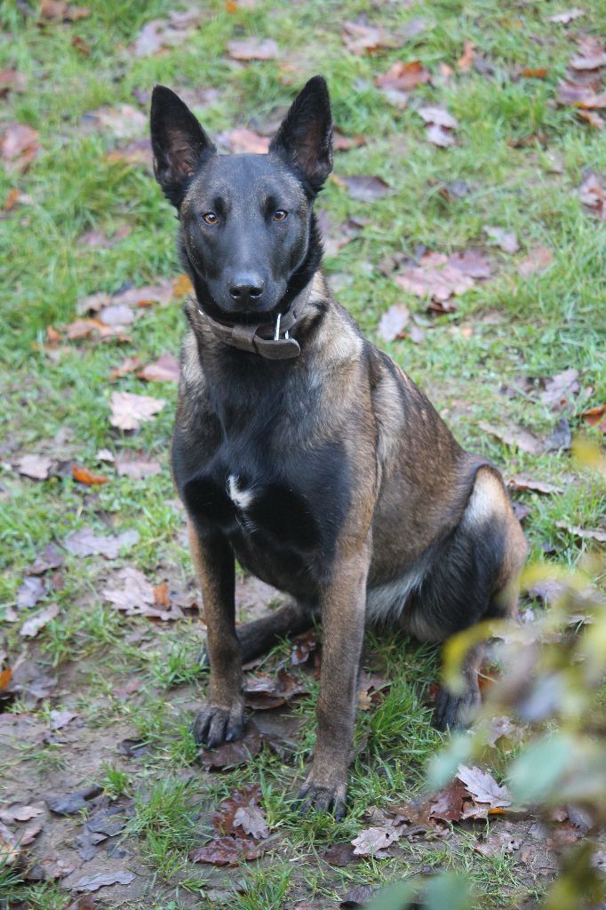 Mitsy des loups de tillières