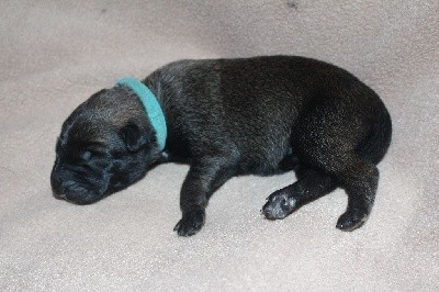CHIOT