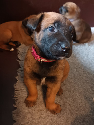 CHIOT 6